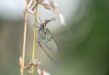 Eintagsfliege