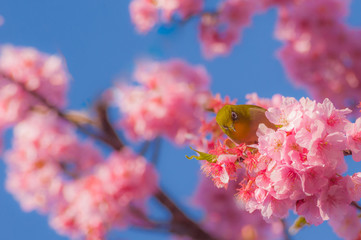 河津桜とメジロ