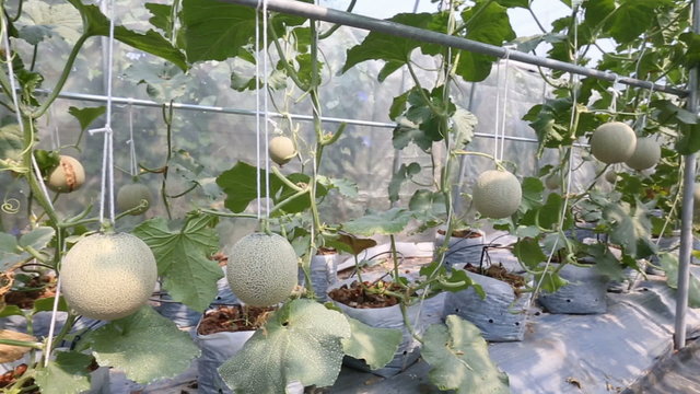 Melon in green house farm , Panning right