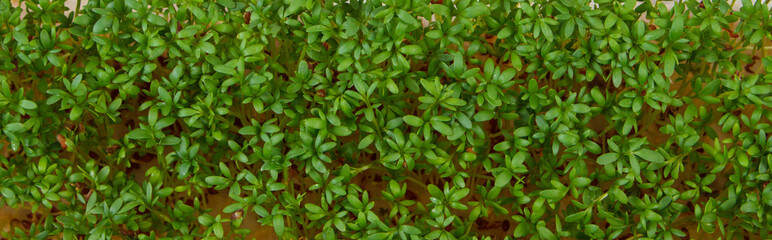 Fresh green cress as background texture, decoration for Easter, healthy nutrition