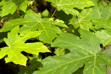 Maple Leaf Background 