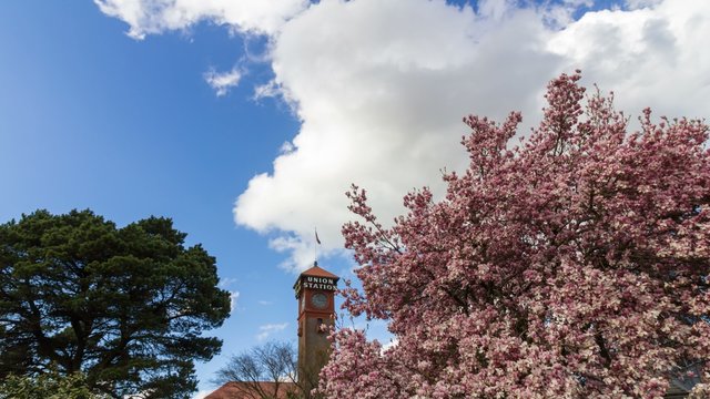 Ultra high definition 4k timelapse movie of white moving clouds and blue sky over Union Train Station with USA flag and flowering cherry blossom tree spring season in Portland Oregon 4096x2304
