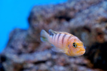 Underwater world - exotic fish in an aquarium
