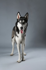 Young Husky on grey background