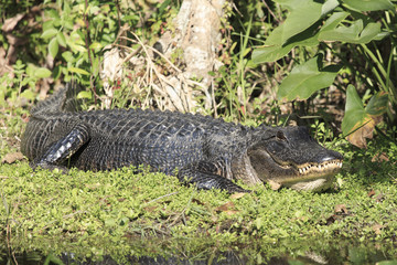 Alligator, Florida Everglades