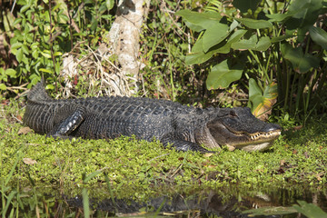 Alligator, Florida Everglades