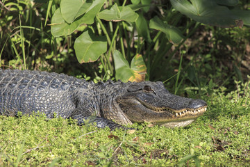 Alligator, Florida Everglades