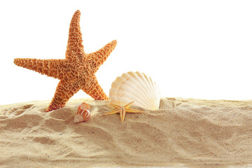 Sea star and shells isolated on white background