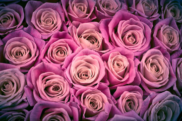 Rose flowers background
