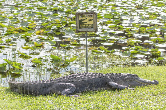 Alligator, Florida Everglades