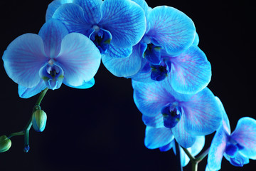 Fototapeta na wymiar Beautiful blue orchid flower on black background