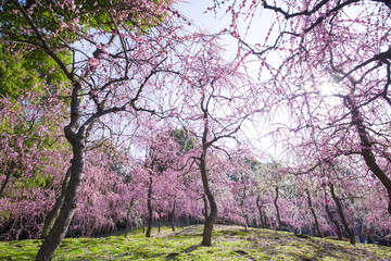 しだれ梅咲く京都城南宮