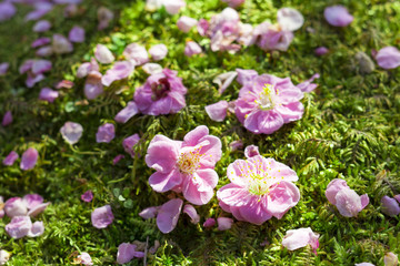 苔の上に散る梅花