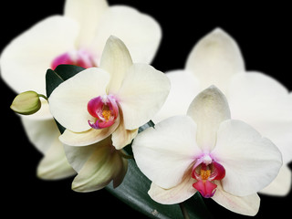 Fototapeta na wymiar Yellow orchid