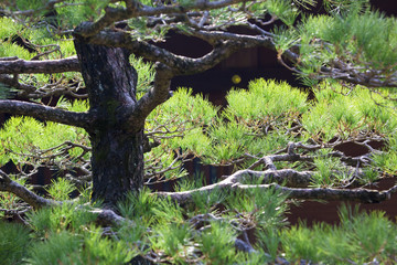 京都城南宮の庭園