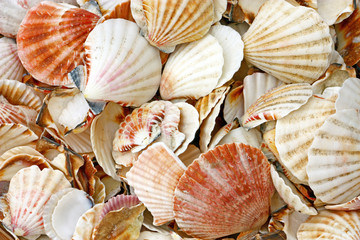 Heap of seashells