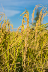 Fototapeta premium Paddy rice