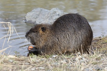 Wild nutria (Myocastor coypus) eat on the bank of the pond. The end of winter.