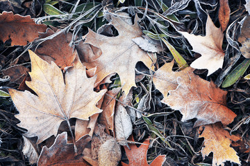 Pile of different dry leaves underfoot