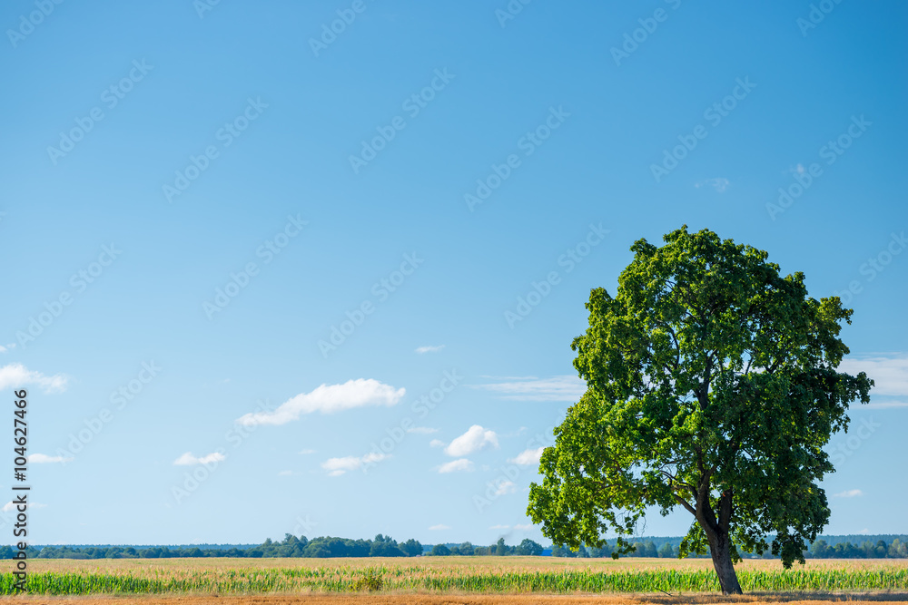 Wall mural green oak tree in a field on a sunny day