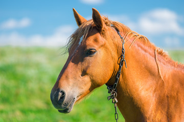 Obraz premium head of a beautiful brown horse in a field close-up