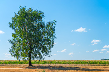 big birch growing in the field on a background of blue sky