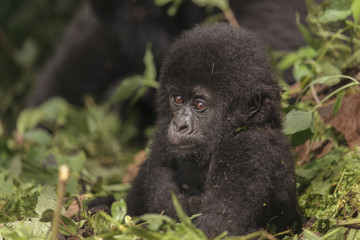 Baby Gorilla in the jungle of Rwanda