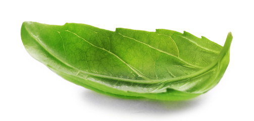 Fresh basis leaf isolated on white
