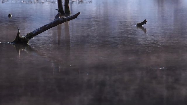 奥日光、泉門池の湖沼霧