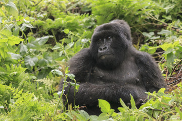 Adult gorilla in the jungle of Rwanda