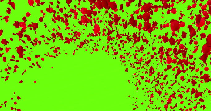 3d animation red rose petals flying with vortex on chroma key, green screen background, love and valentine day concept