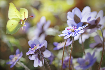 Blue flowers of Hepatica Nobilis close-up (Common Hepatica, liverwort, kidneywort, pennywort, Anemone hepatica)