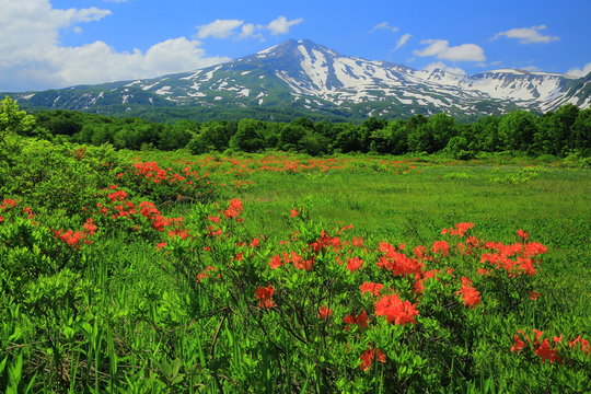 Fototapeta 鳥海山　桑の木台湿原のレンゲツツジ