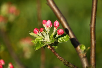 Obraz na płótnie Canvas Spring blossom on apple tree with blue sky in background 