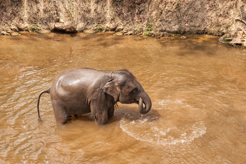 Asian black elephant bathing in river