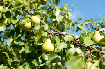 Pears on branches against blue sky