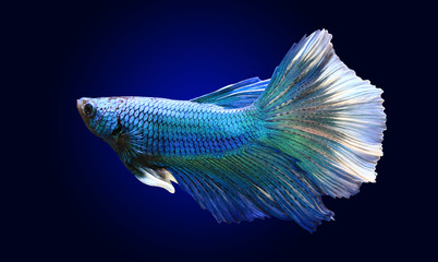 fighting fish with clipping path.