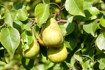 Pears on branches