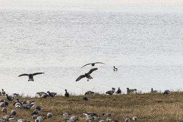 Fototapeta na wymiar Variety of birds on shore including Canada Goose, Widgeon and Te