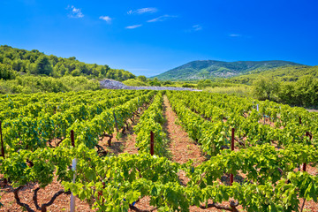 Fototapeta na wymiar Mediterranean vineyard on Vis island