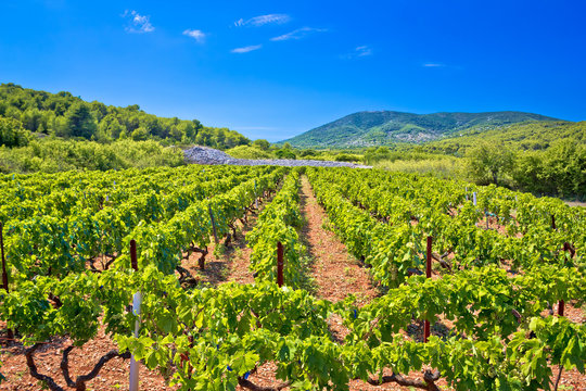 Mediterranean vineyard on Vis island
