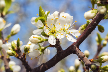 Apple blossom on blue sky background
