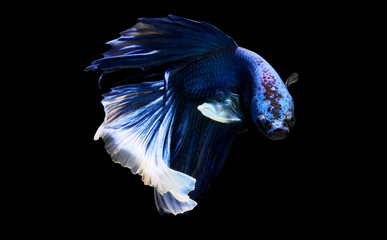 Halfmoon betta fish.clipping path