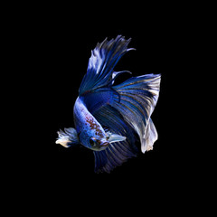 fighting fish with clipping path.