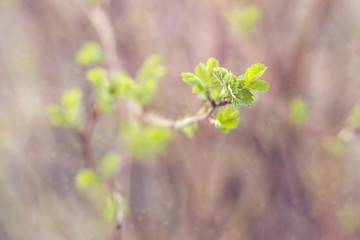 Fresh-blown leaves in early may.