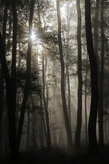 Fototapeta premium Mystic forest