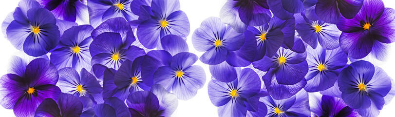 pansy flower close up - flower background