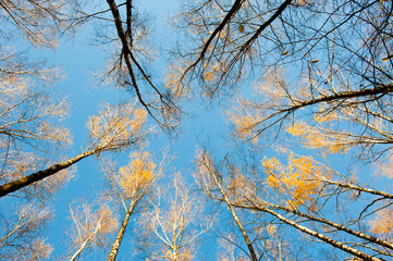 Fototapeta na wymiar birches against blue sky, sunny autumn day