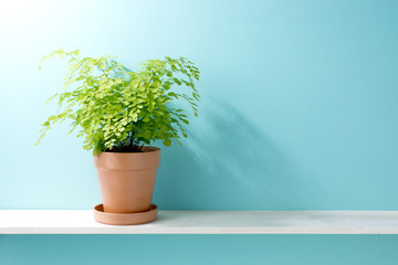 棚とアジアンタム