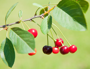 Red cherries on the branch, summer day